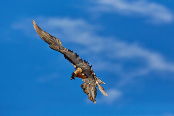 Bearded vulture, Gypaetus barbatus or Lammergeier against blue sky. Close up, flying bird of prey, direct view. Wild bird, Spanish Pyrenees, Spain.