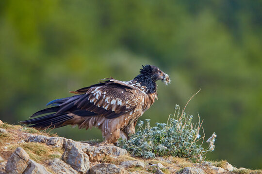 Bearded vulture, Gypaetus barbatus or Lammergeier in juvenile color plumage sitting on edge of the rock. Close up, side view. Wild bird, Spanish Pyrenees, Spain