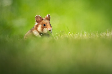 European hamster (Cricetus cricetus), with a beautiful green coloured background. An amazing...