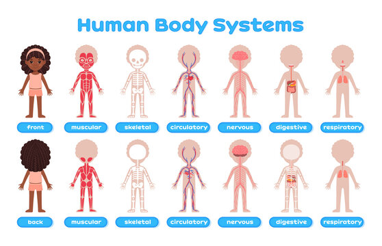 Cartoon Human Systems for Kids. Afro Black Girl. Silhouette of Child with Brown Skin in Front Back View. Description with English Words. Image for Study of Biology, Anatomy. Poster for print. Vector