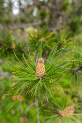 Pino durante primavera. Árbol típico del mediterráneo.