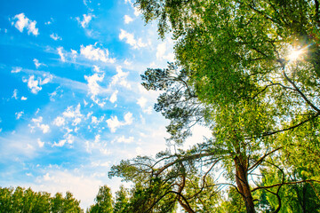 An old tree with green foliage against a blue sky. Cedar with a twisted trunk on a summer day in good, sunny weather.