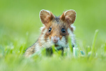 European hamster (Cricetus cricetus), with a beautiful green coloured background. An amazing endangered mammal with brown hair sitting in the grass in the cemetery. Wildlife scene from nature, Austria