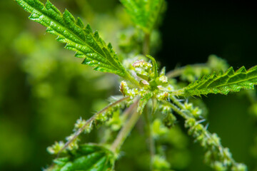 Close-up of part of a nettle bush in soft focus at high magnification