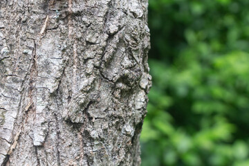 Close-up on the bark of a tree in a forest