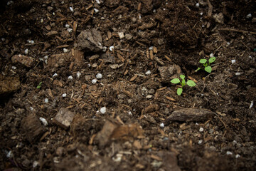 Brown soil with green leaves in a garden