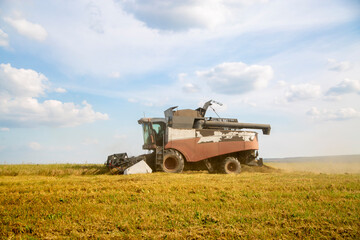 Fototapeta premium old tracktor plows the field. harvester harvests wheat from a sown agricultural field