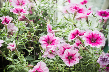 Fototapeta premium Pink flowers in the garden.