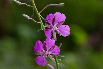 Obraz premium Closeup of fireweed Epilobium blossoms lilac - colored flowers of kopor tea