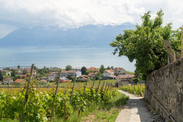 Vineyards and village by the lake