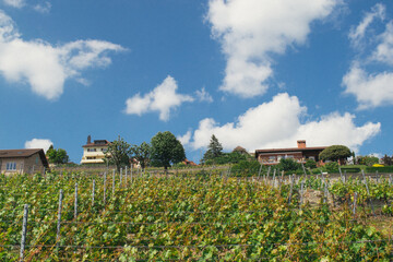 Vineyards and village in Switzerland