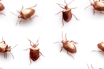 Seamless set of insects isolated on white
