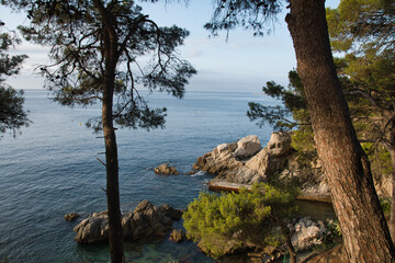 tree on the shore