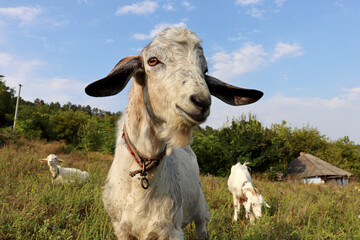 White goats grazing on a green meadow, rural scene. Portrait of curious goat looking into camera