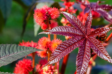 Very beautiful leaves of the garden plant castor .
