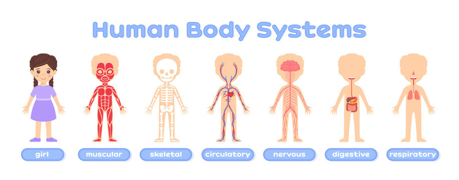 My body. Illustration with Human body systems education. Systems: muscular, skeletal, nervous, digestive, circulatory, respiratory. Flat color cartoon style.White background.Vector stock illustartion.