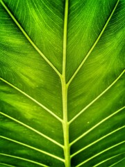 Bon leaf close up texture. Green background