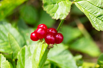 Red edible berries in the forest on a bush, rubus saxatilis. Useful berries with a delicate pomegranate taste