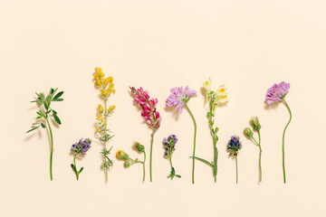 Natural summer wildflowers, meadow herbs and field bloom plants, green grass, small wild blossom,...