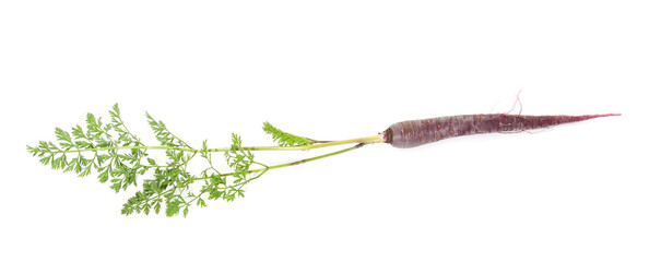 Fresh black carrots with leaves.