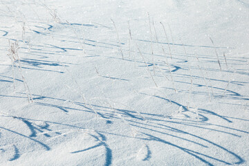Beautiful frozen grasses in winter sun with long shadows sunshine on snowy winter landscape