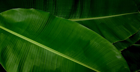 tropical banana leaf with green Background texture