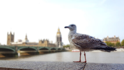 seagull on the pier of the Thames in London 