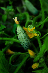 growing cucumbers in the garden. healthy diet. Gardening
