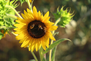 Beautiful sunflowers in a garden. Selective focus.