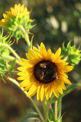 Beautiful sunflowers in a garden. Selective focus.