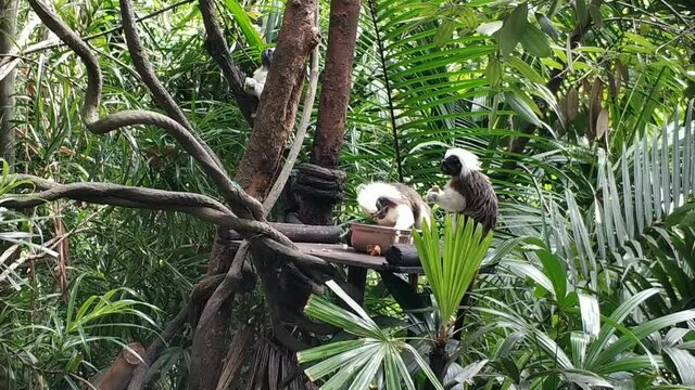 A flock of funny rare monkey (Saguinus oedipus, cotton-headed tamarin) eating