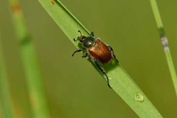 Gartenlaubkäfer (Phyllopertha horticola)