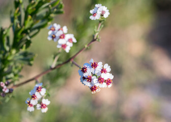 Close up of the small white flowers of the Cape Snow Bush (Eriocephalus africanus)