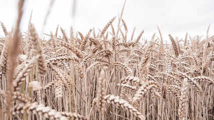 Obraz premium field of wheat