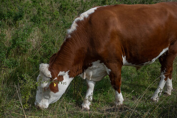 Fototapeta na wymiar White and brown color cow grazing in farmland in Swedish countryside