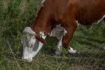 White and brown color cow grazing in farmland in Swedish countryside