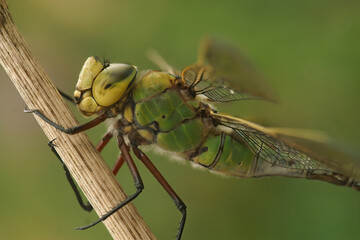 Lateral closeup of the colorful Emperor dragonfly, Anax imperator
