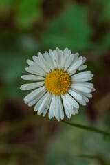 Obraz premium daisy flower