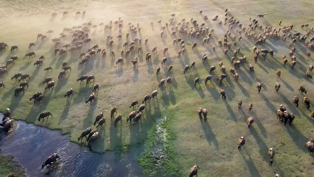 Domestic buffalos crossing a lake in the Kayseri city. Buffaloes bathing in river, Buffaloes natural habitat in Turkey.
