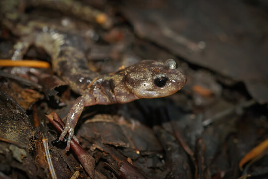 Closeup of a Clouded salamander, Aneides vagrans