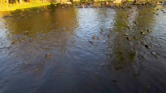 Domestic buffalos crossing a lake in the Kayseri city. Buffaloes bathing in river, Buffaloes natural habitat in Turkey.