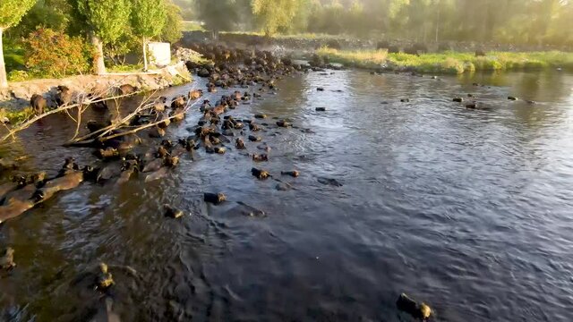 Domestic buffalos crossing a lake in the Kayseri city. Buffaloes bathing in river, Buffaloes natural habitat in Turkey.