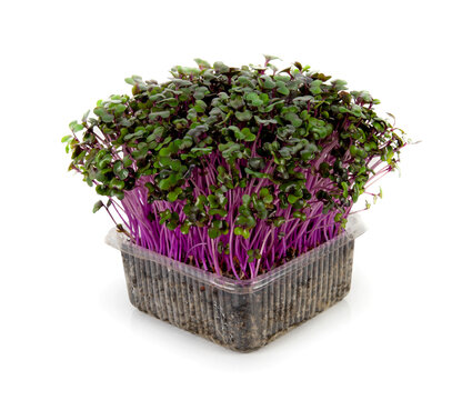 Red cabbage, fresh sprouts and young leaves on white background