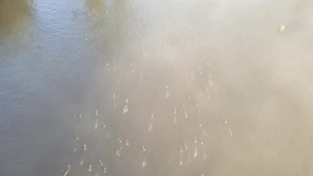 Domestic buffalos crossing a lake in the Kayseri city. Buffaloes bathing in river, Buffaloes natural habitat in Turkey.