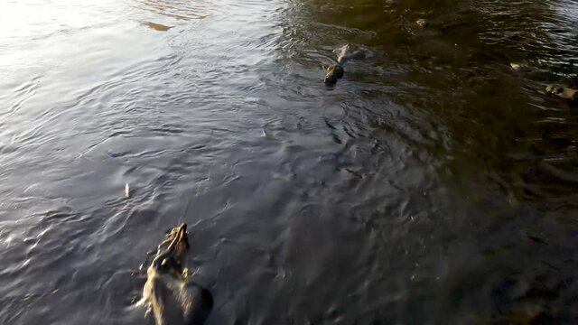 Domestic buffalos crossing a lake in the Kayseri city. Buffaloes bathing in river, Buffaloes natural habitat in Turkey.