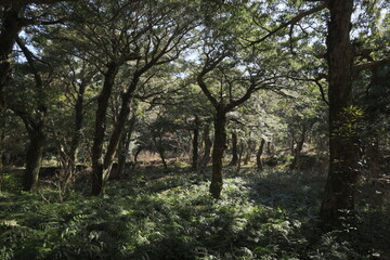 sun among trees