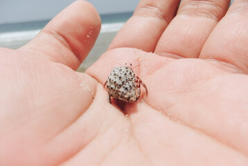Sea Snail Paguroidea on hand, High resolution image