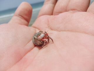 Sea Snail Paguroidea on hand, High resolution image