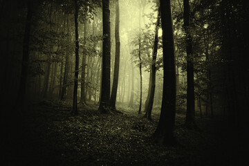 light in scary dark forest on halloween