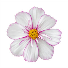 White cosmos flower with pink border. Natural real flower cosmos blossom isolated
